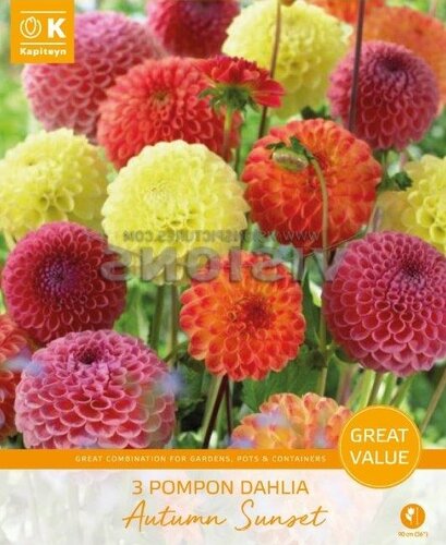 Dahlia Autumn Sunset Promo Pack