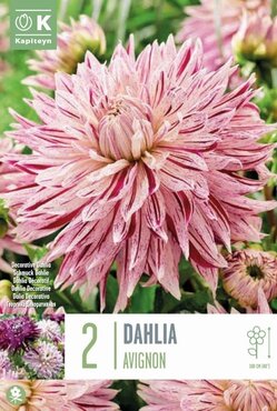 Dahlia Decorative Avignon