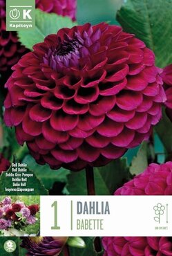 Dahlia Ball Babette