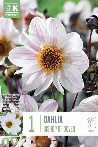 Dahlia Bishop Of Dover