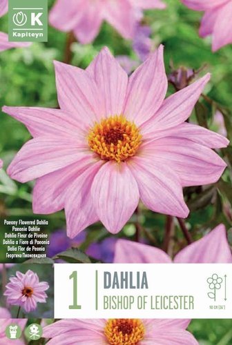 Dahlia Bishop Of Leicester