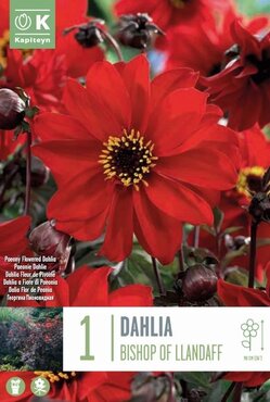 Dahlia Bishop Of Llandaff