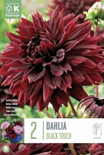 Dahlia Black Touch