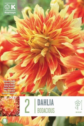 Dahlia Bodacious