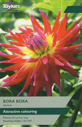 Dahlia Bora Bora