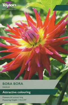 Dahlia Bora Bora