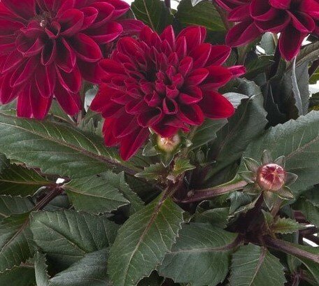 Dahlia Burgundy Jumbo Six Pack