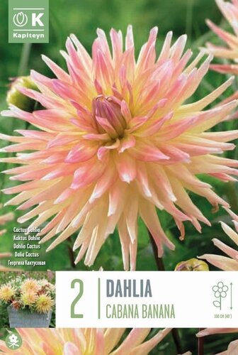 Dahlia Cabana Banana