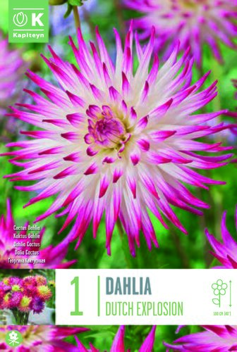 Dahlia Cactus Dutch Explosion
