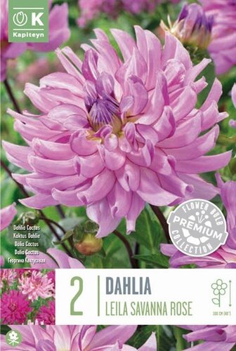 Dahlia Cactus Leila Savanna Rose