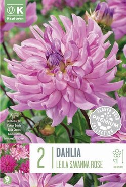 Dahlia Cactus Leila Savanna Rose