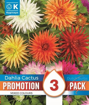 Dahlia Cactus Mix Promo Pack