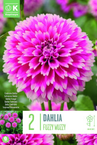 Dahlia Cactus Spider Fuzzy Wuzzy