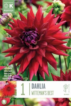 Dahlia Cactus Witteman's Best