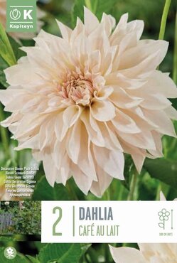Dahlia Decorative Cafe Au Lait