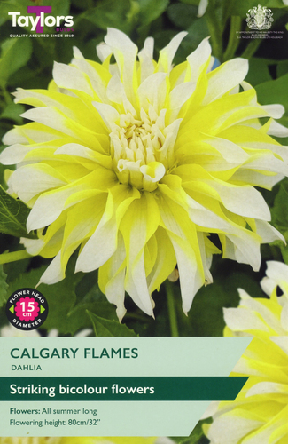 Dahlia Calgary Flames