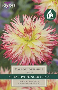 Dahlia Caproz Josephine