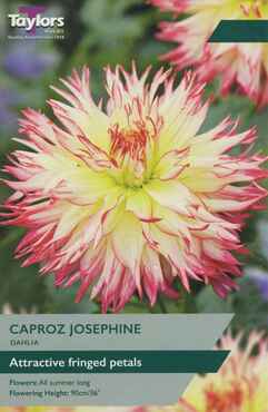 Dahlia Caproz Josephine