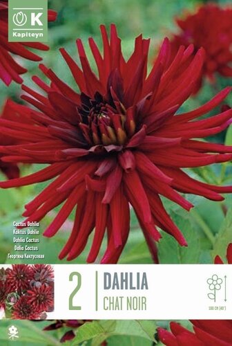 Dahlia Chat Noir