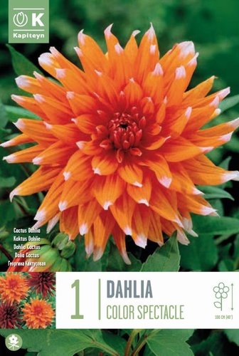 Dahlia Color Spectacle