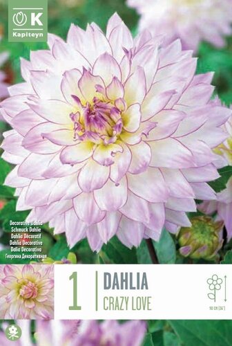 Dahlia Crazy Love