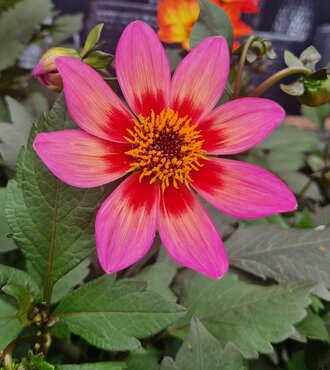 Dahlia Dahlegria Sunset 3 Litre