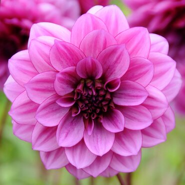 Dahlia Dark Crystal 3 Litre
