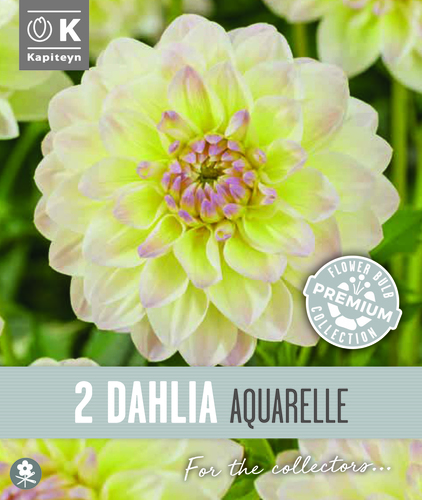 Dahlia Decorative Aquarelle