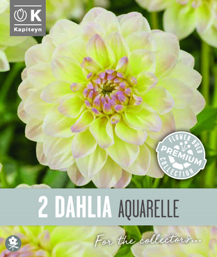 Dahlia Decorative Aquarelle