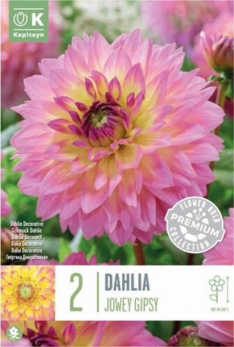 Dahlia Decorative Jowey Gipsy