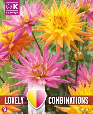 Dahlia Decorative Karma Pink & Orange