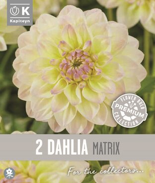 Dahlia Decorative Matrix