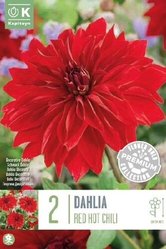 Dahlia Decorative Red Hot Chili