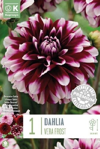 Dahlia Decorative Vera Frost