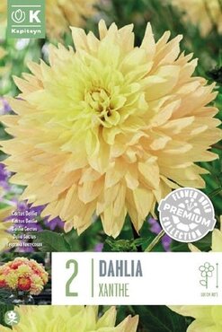 Dahlia Decorative Xanthe