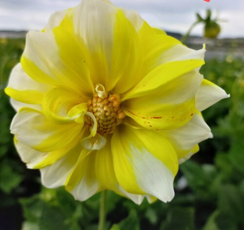 Dahlia Double Jill 3 Litre