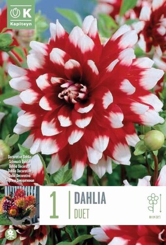 Dahlia Duet