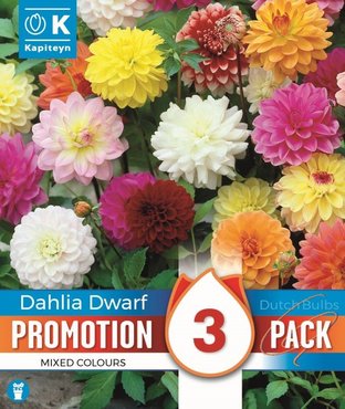 Dahlia Dwarf Mix Promo Pack