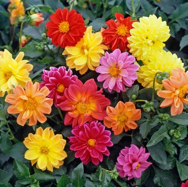 Dahlia Dwarf Mixed Six Pack