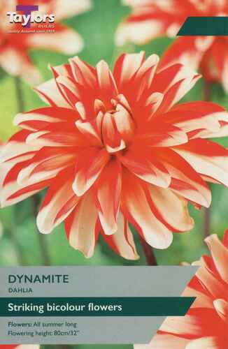 Dahlia Dynamite