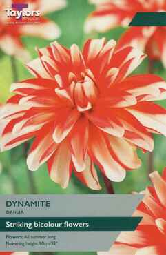 Dahlia Dynamite