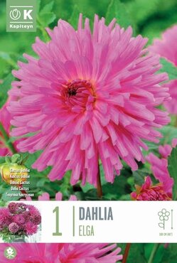 Dahlia Elga