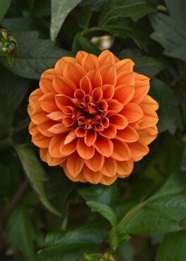 Dahlia Ellen Houston 3 Litre