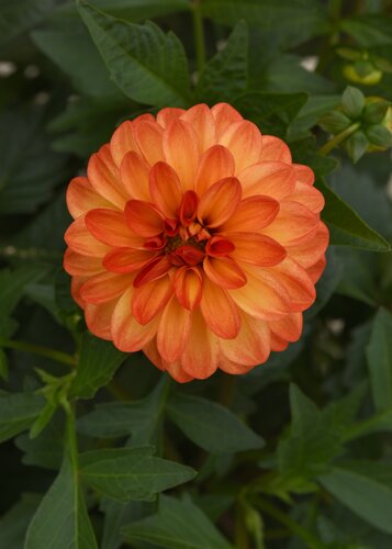 Dahlia Ellen Houston Striped 3 Litre