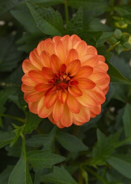 Dahlia Ellen Houston Striped 3 Litre