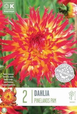 Dahlia Cactus Spider Pinelands Pam