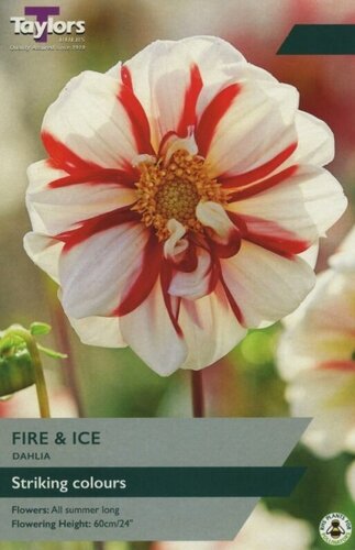 Dahlia Fire & Ice