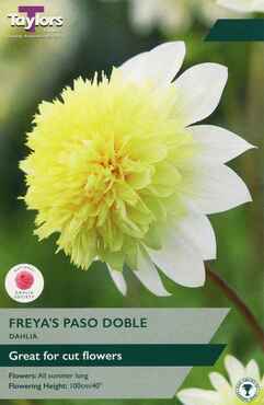 Dahlia Freya's Paso Doble