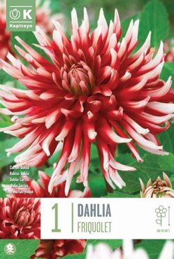 Dahlia Friquolet