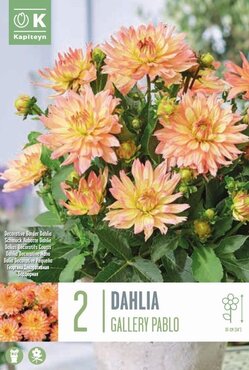 Dahlia Gallery Pablo